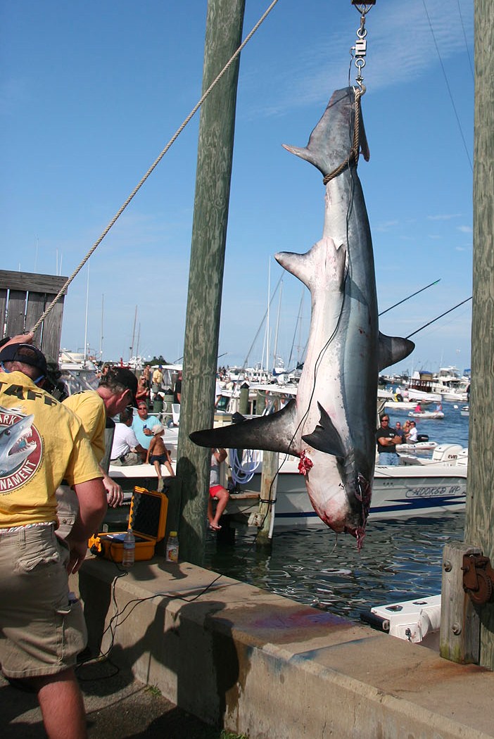 Winning shark